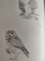 The Little Owl-04