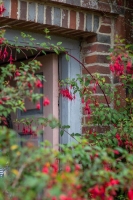 Charleston_fuchias_and_part_of_door